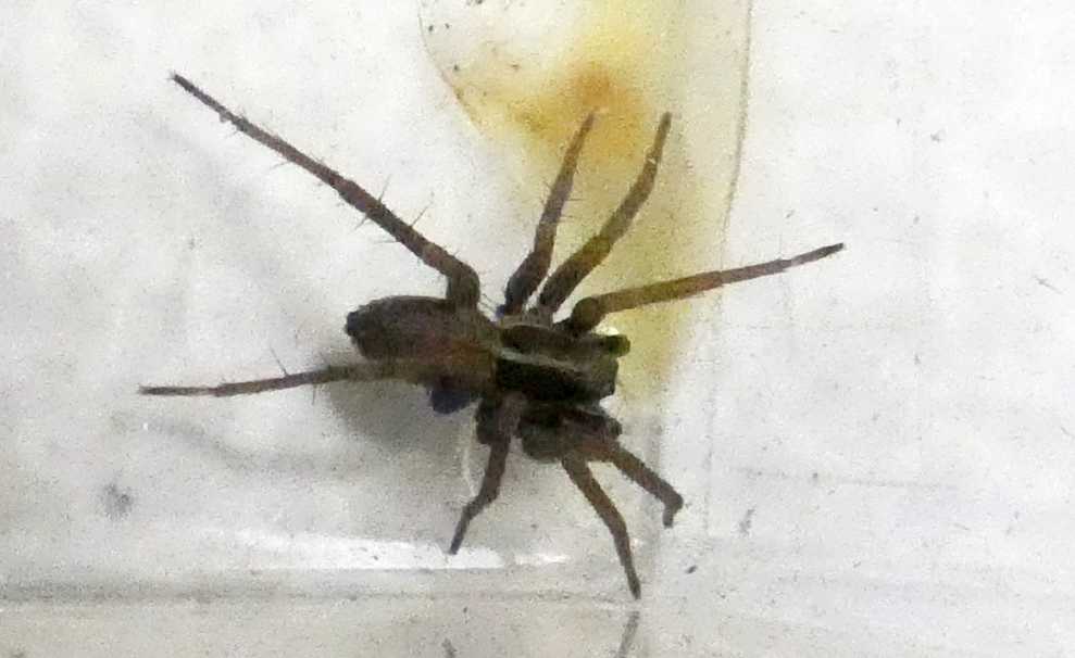 Lycosidae? S. Pardosa sp., maschio - Milano