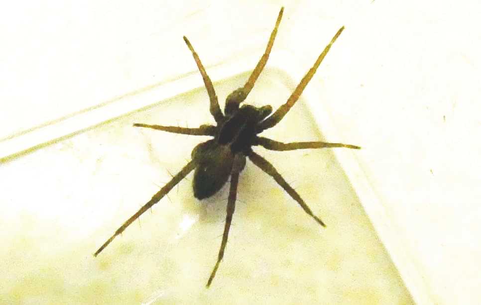 Lycosidae? S. Pardosa sp., maschio - Milano