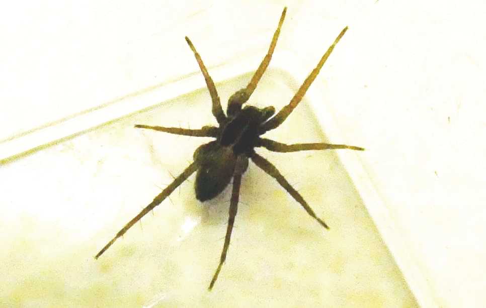 Lycosidae? S. Pardosa sp., maschio - Milano