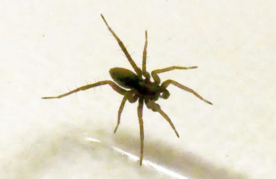 Lycosidae? S. Pardosa sp., maschio - Milano