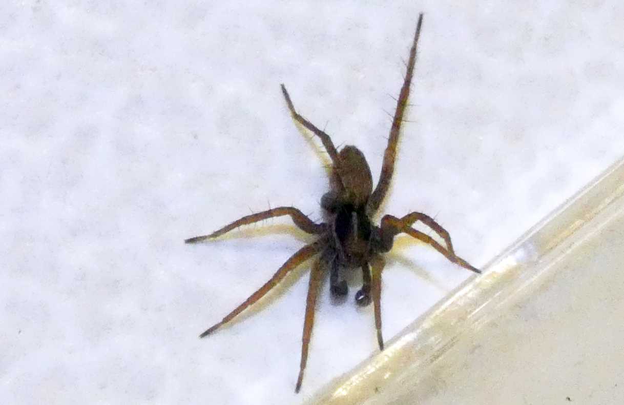 Lycosidae? S. Pardosa sp., maschio - Milano