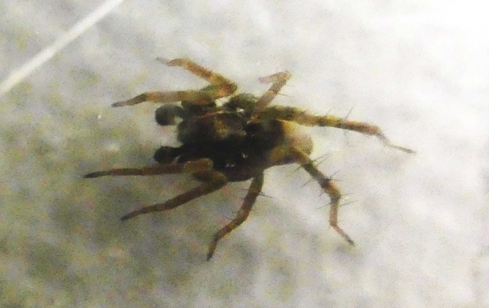 Lycosidae? S. Pardosa sp., maschio - Milano