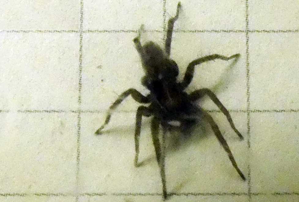 Lycosidae? S. Pardosa sp., maschio - Milano