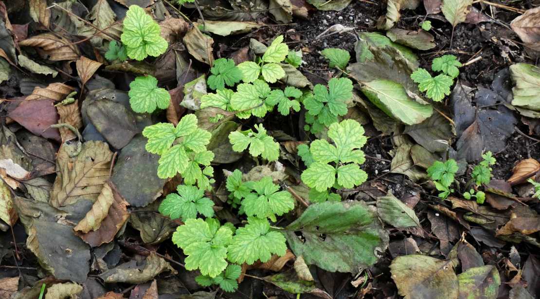 Geum urbanum (Rosaceae)