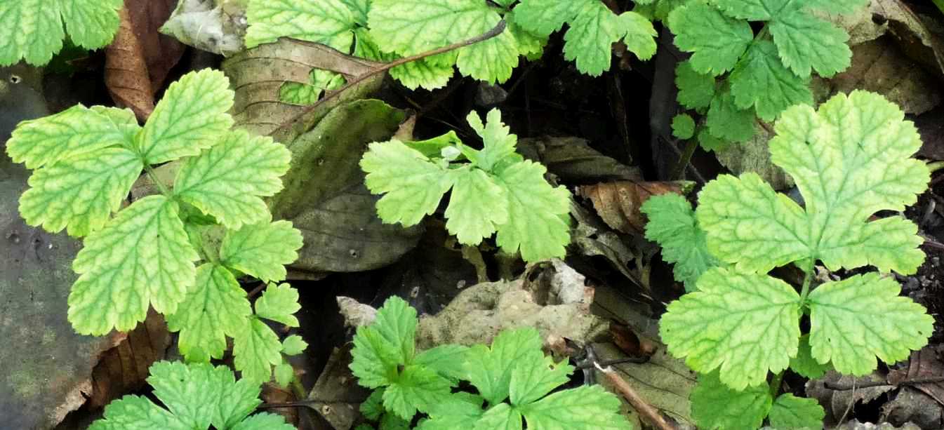 Geum urbanum (Rosaceae)