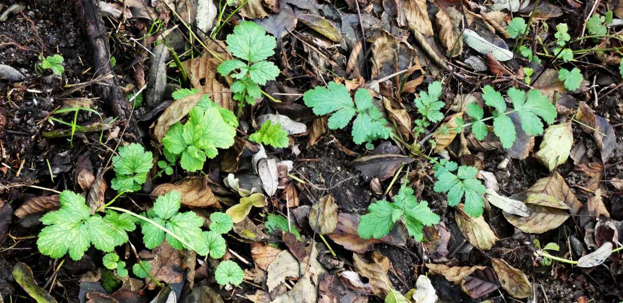 Geum urbanum (Rosaceae)