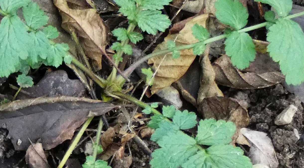 Geum urbanum (Rosaceae)