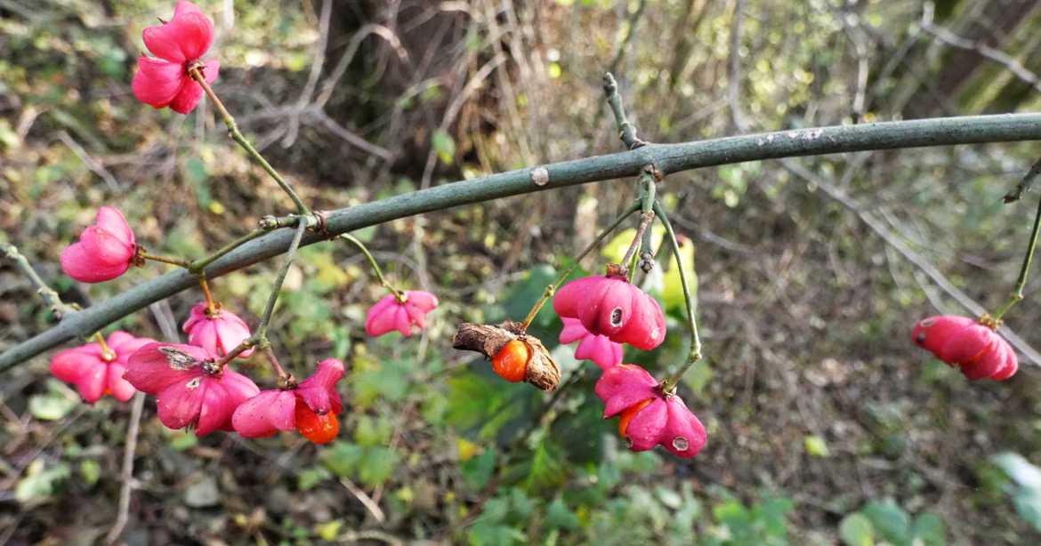 Euonymus europaeus  / Berretta del prete/Fusaggine  (Celastraceae)