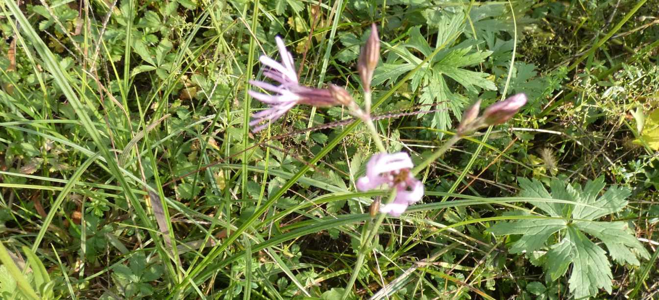 Lychnis flos-cuculi  (Caryophyllaceae)