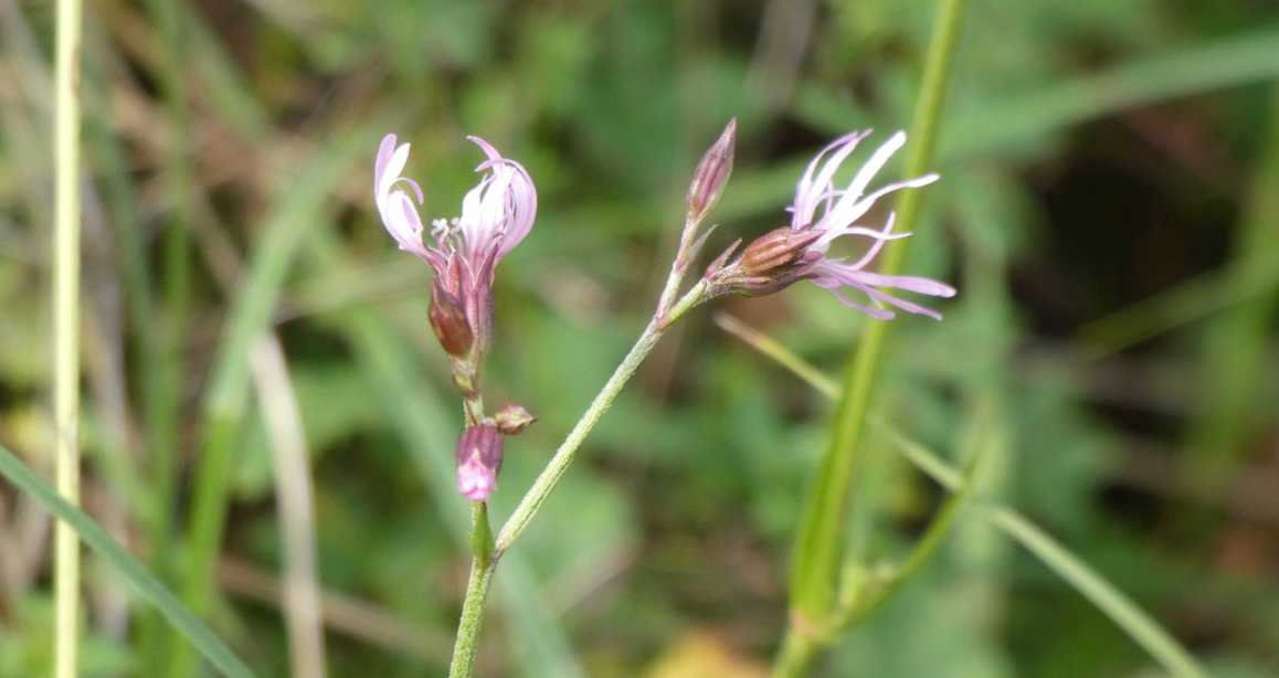 Lychnis flos-cuculi  (Caryophyllaceae)