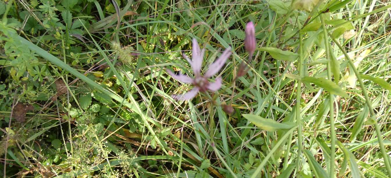 Lychnis flos-cuculi  (Caryophyllaceae)