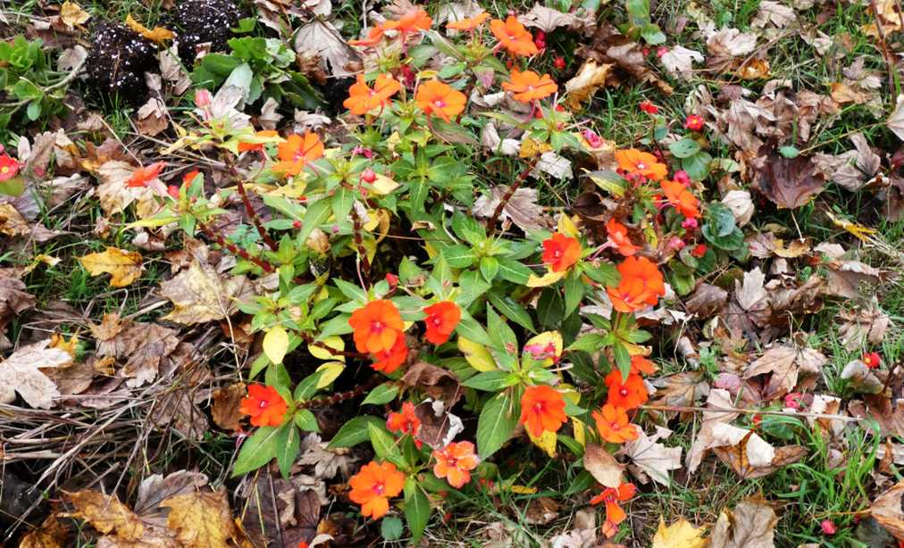 Impatiens walleriana cv.  (Balsaminaceae)