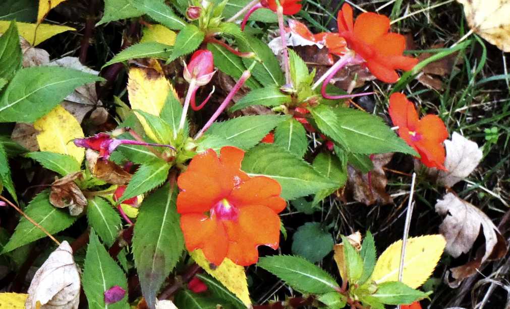 Impatiens walleriana cv.  (Balsaminaceae)