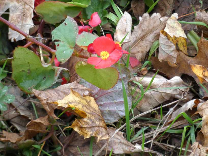 Impatiens walleriana cv.  (Balsaminaceae)