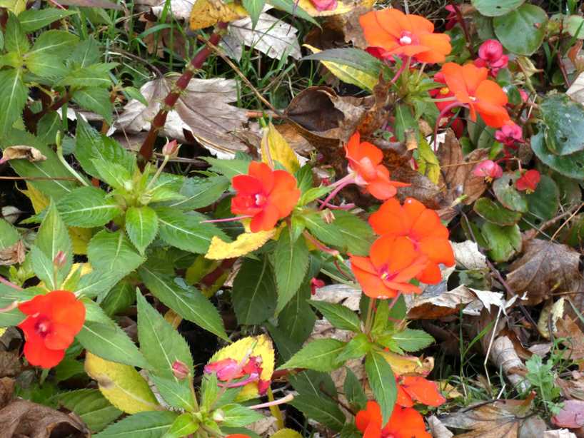 Impatiens walleriana cv.  (Balsaminaceae)