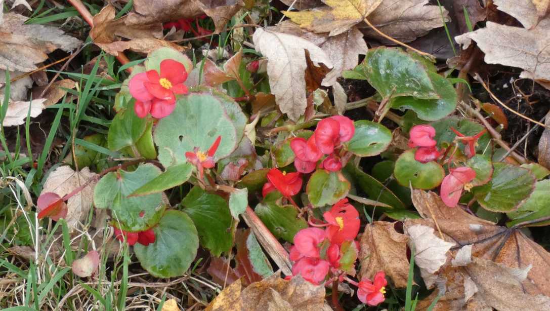 Impatiens walleriana cv.  (Balsaminaceae)