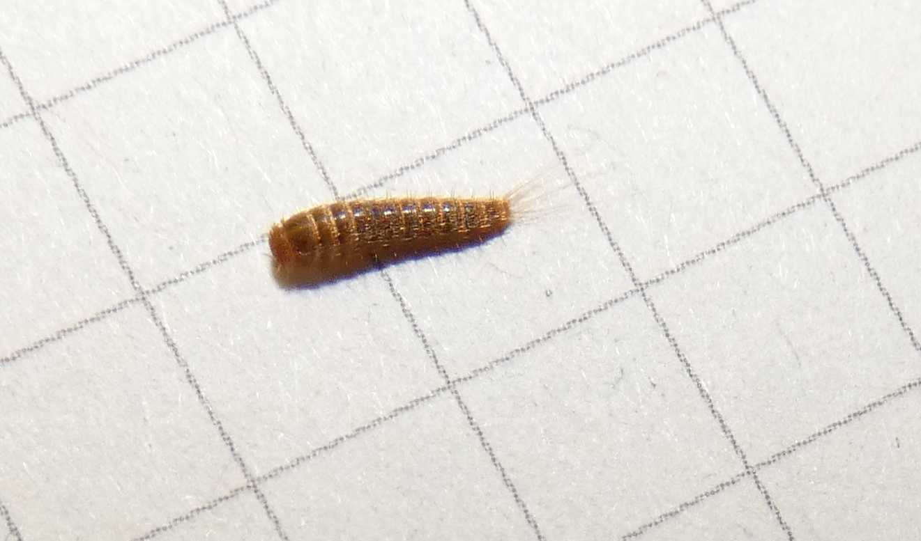 Larva di Dermestidae?  S, di Attagenus sp.