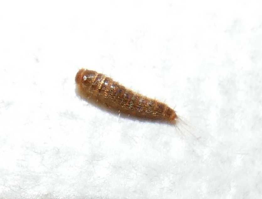 Larva di Dermestidae?  S, di Attagenus sp.