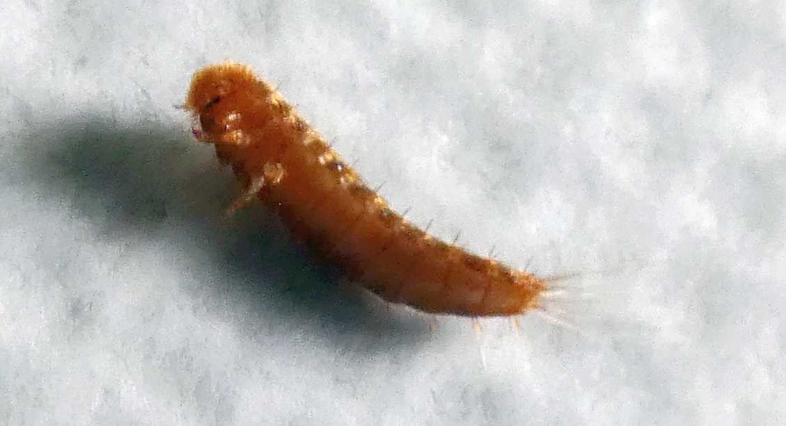 Larva di Dermestidae?  S, di Attagenus sp.