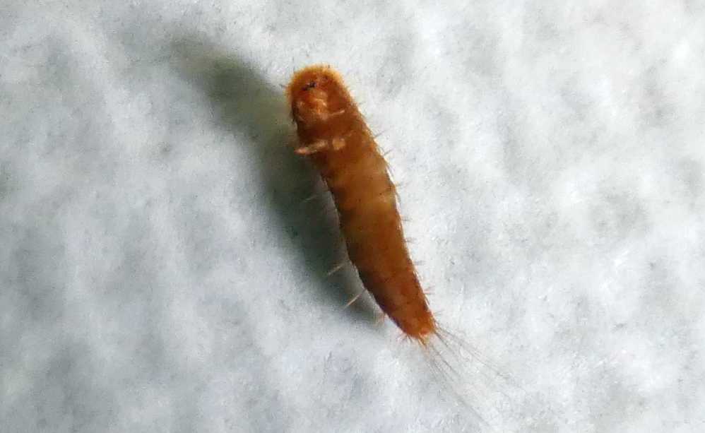 Larva di Dermestidae?  S, di Attagenus sp.