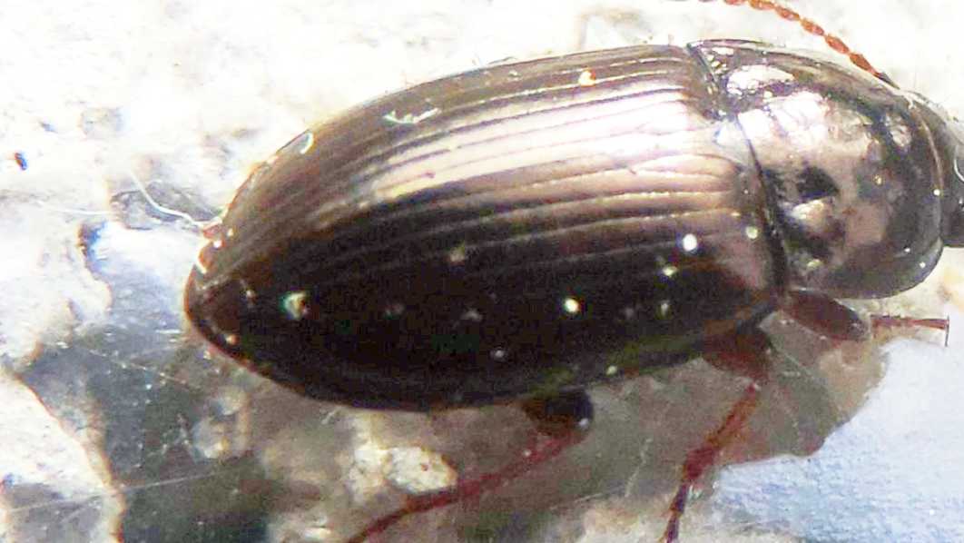 Amara aenea? no, Amara lunicollis