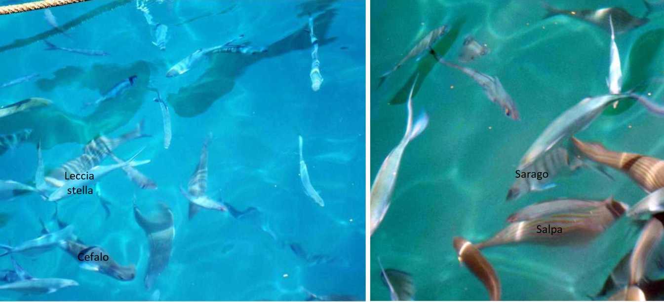 Da La Gomera (Canarie):  Pesci in porto