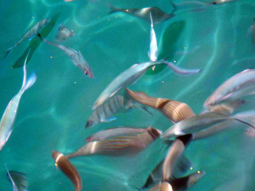 Da La Gomera (Canarie):  Pesci in porto