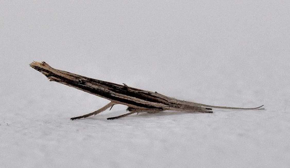 Ypsolophidae:  Ypsolopha cfr. mucronella