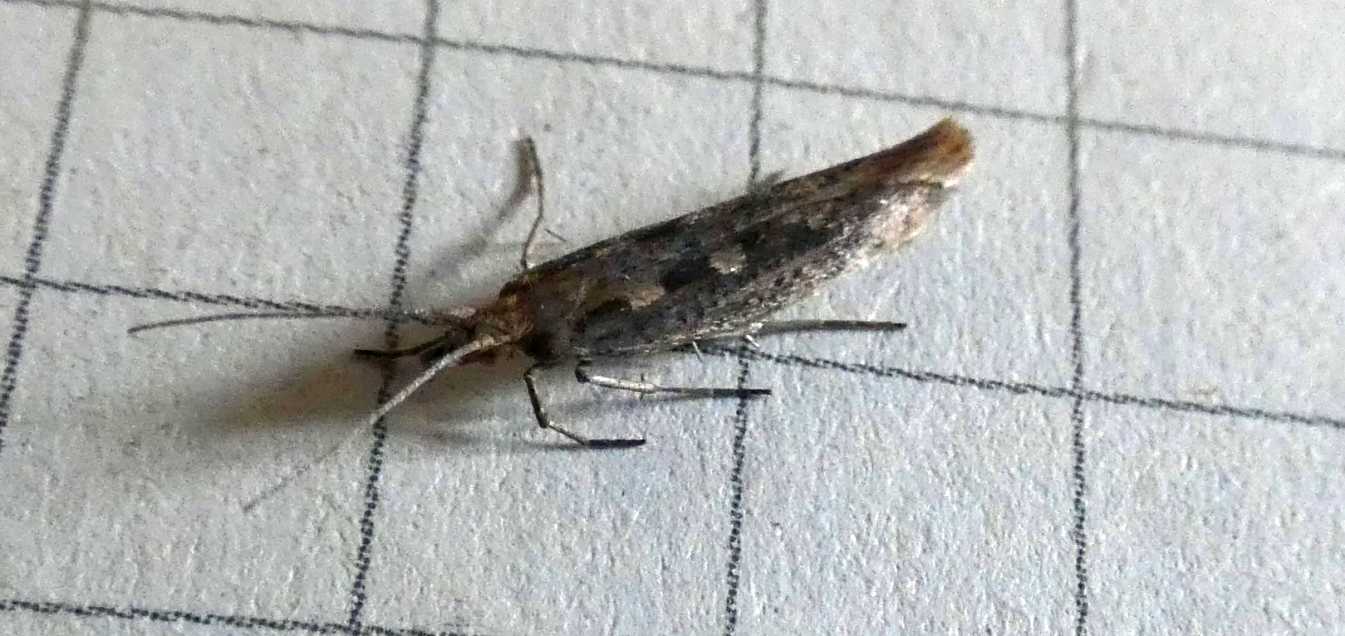 Plutellidae: Plutella xylostella