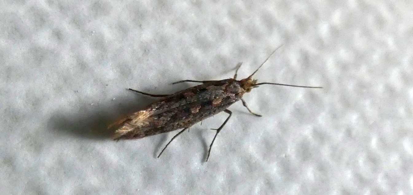 Plutellidae: Plutella xylostella