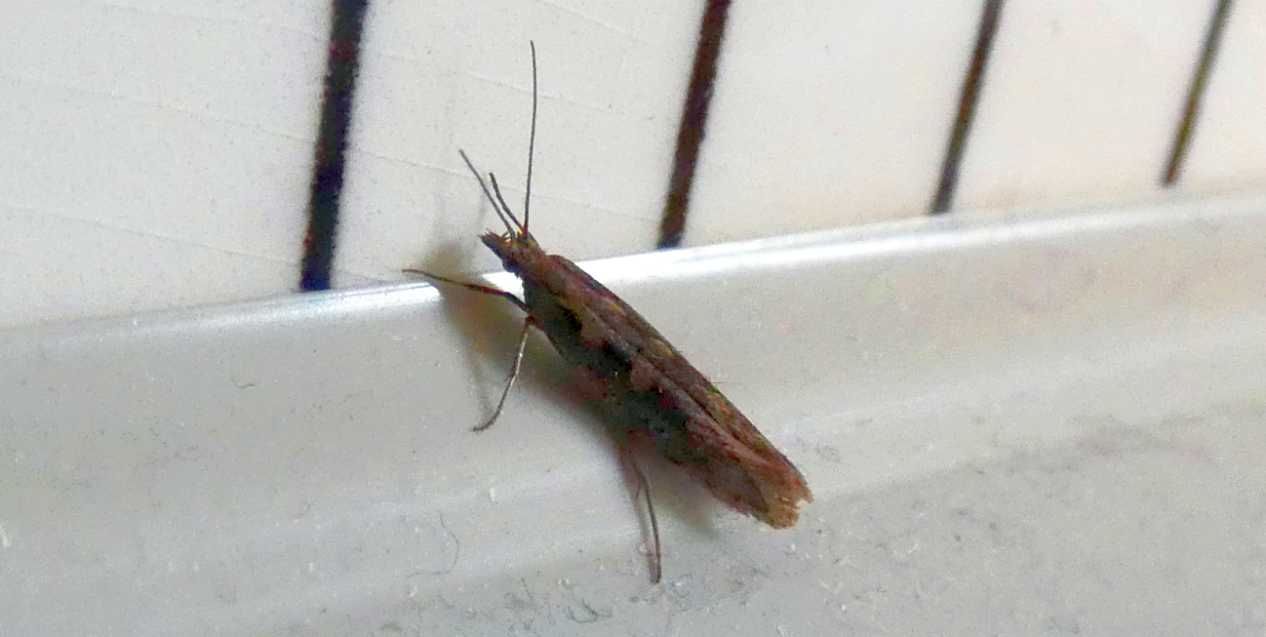 Plutellidae: Plutella xylostella