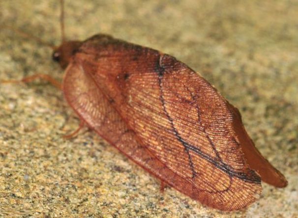 Drepanepteryx phalaenoides - Hemerobiidae