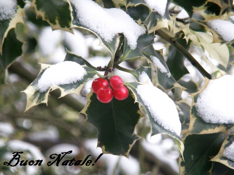 Pianta bordo marciapiede:  Artemisia vulgaris (cfr.)