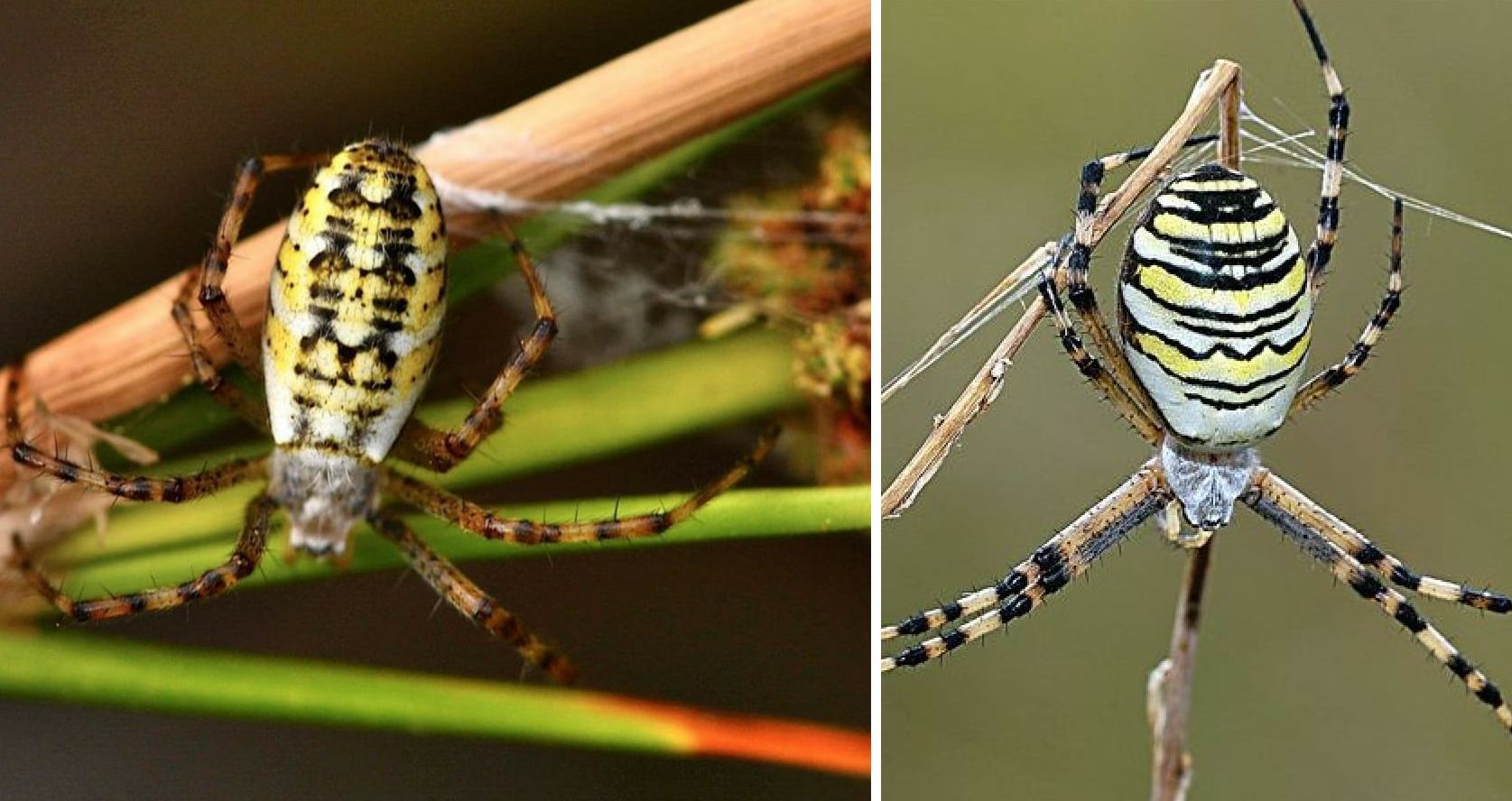 Argiope bruennichi - Arbus (Sud Sardegna)