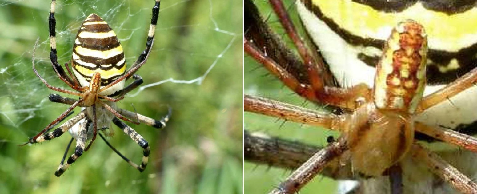 Argiope bruennichi - Arbus (Sud Sardegna)