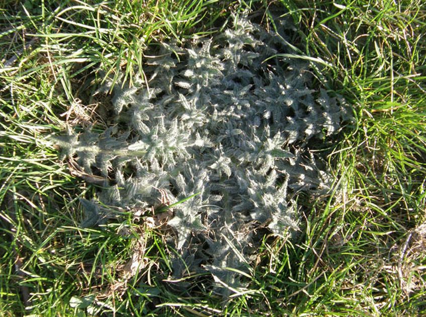 rosetta basale di Cirsium vulgare