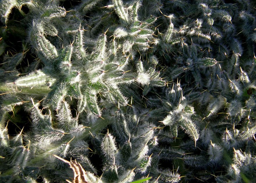 rosetta basale di Cirsium vulgare