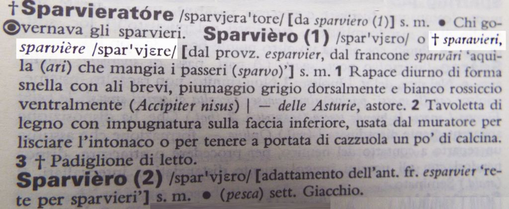 Un aiuto... Poiana... Astore ..Sparviero?   Sparviero (Accipiter nisus)