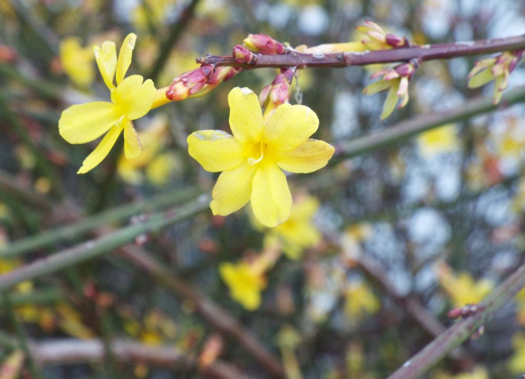 Jasminum nudiflorum ?  S !