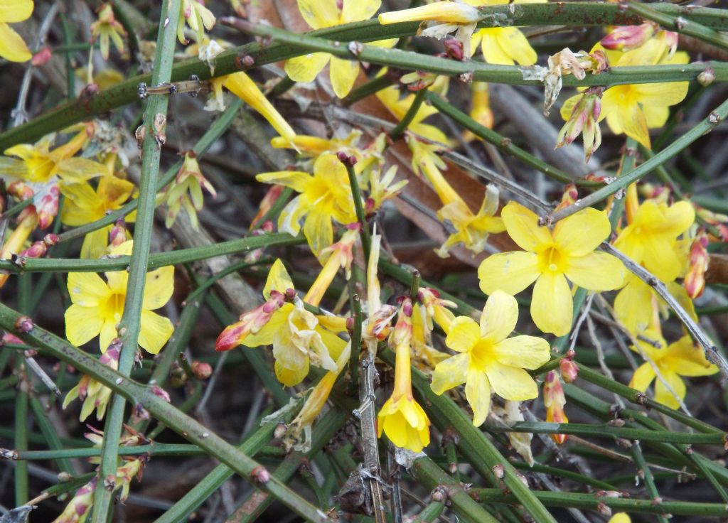 Jasminum nudiflorum ?  S !