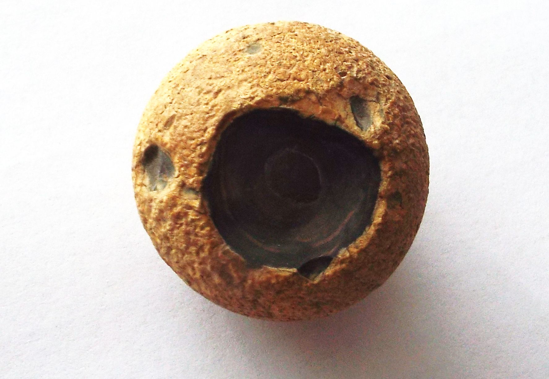 Fossile (?) dal Marocco da determinare...  No, nodulo di selce