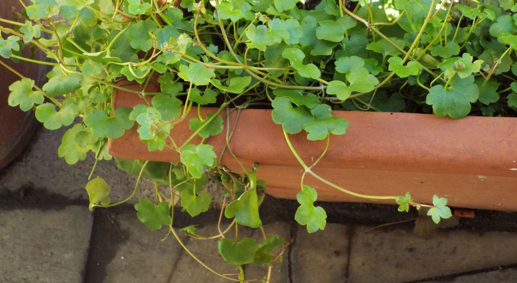 Sul balcone di casa