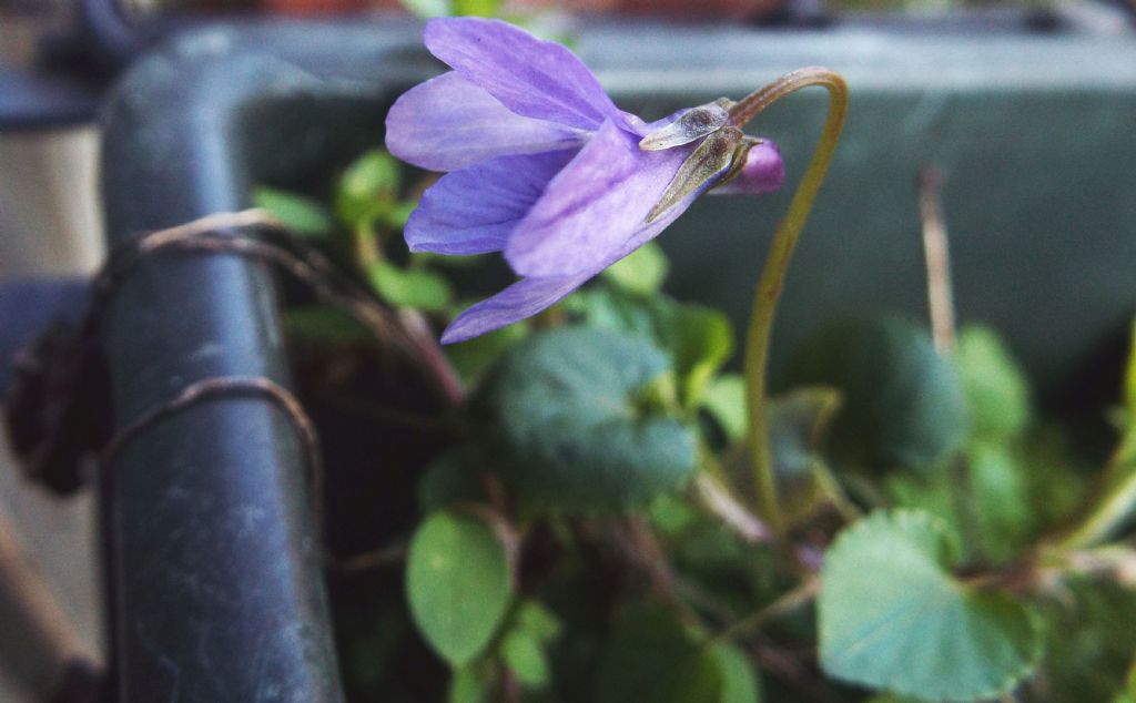 Sul balcone di casa