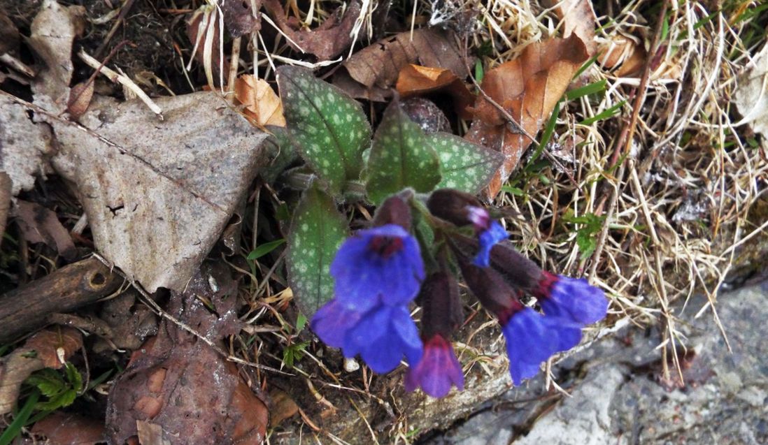 Da id. : Pulmonaria officinalis (Boraginaceae)