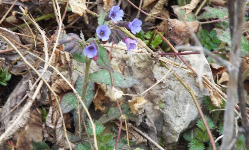 Da id. : Pulmonaria officinalis (Boraginaceae)