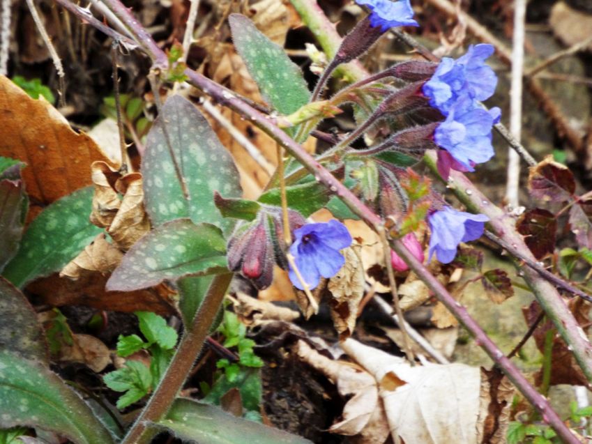 Da id. : Pulmonaria officinalis (Boraginaceae)