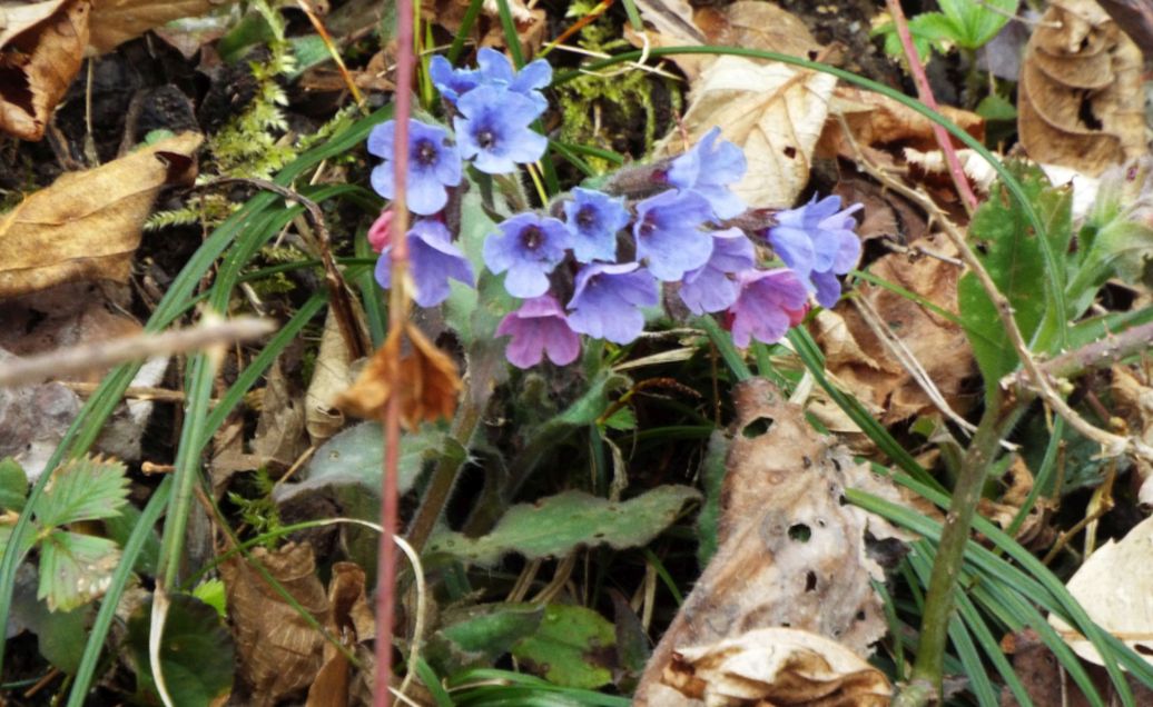 Da id. : Pulmonaria officinalis (Boraginaceae)