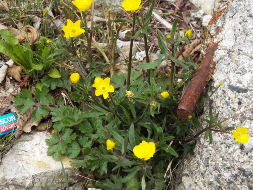 Ranuncolo da id.:  cfr. Ranunculus gr. montanus