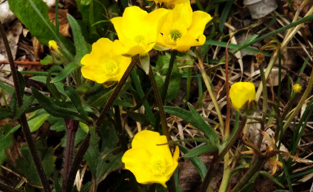 Ranuncolo da id.:  cfr. Ranunculus gr. montanus
