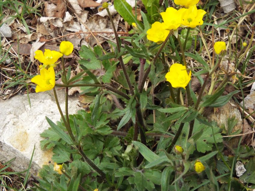 Ranuncolo da id.:  cfr. Ranunculus gr. montanus